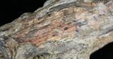 Unpolished Petrified Wood Limb - Blue Forest #28953-3